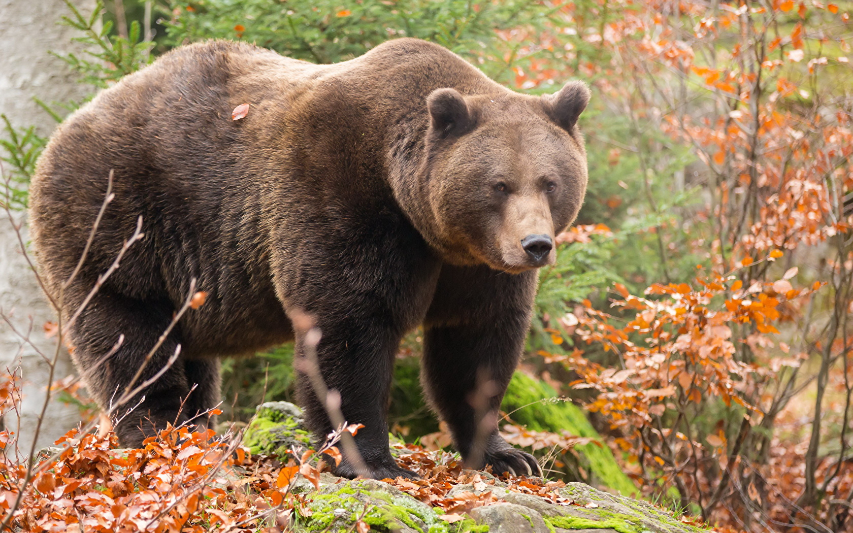 Медведица пугает сельчан под Саяногорском