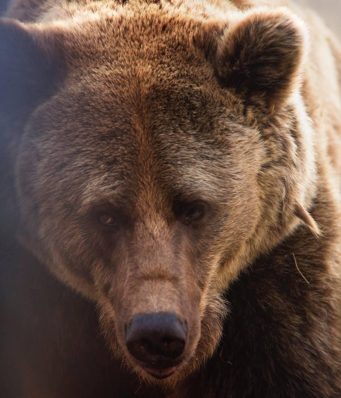 Медведи выходили к людям в трех районах Хакасии 