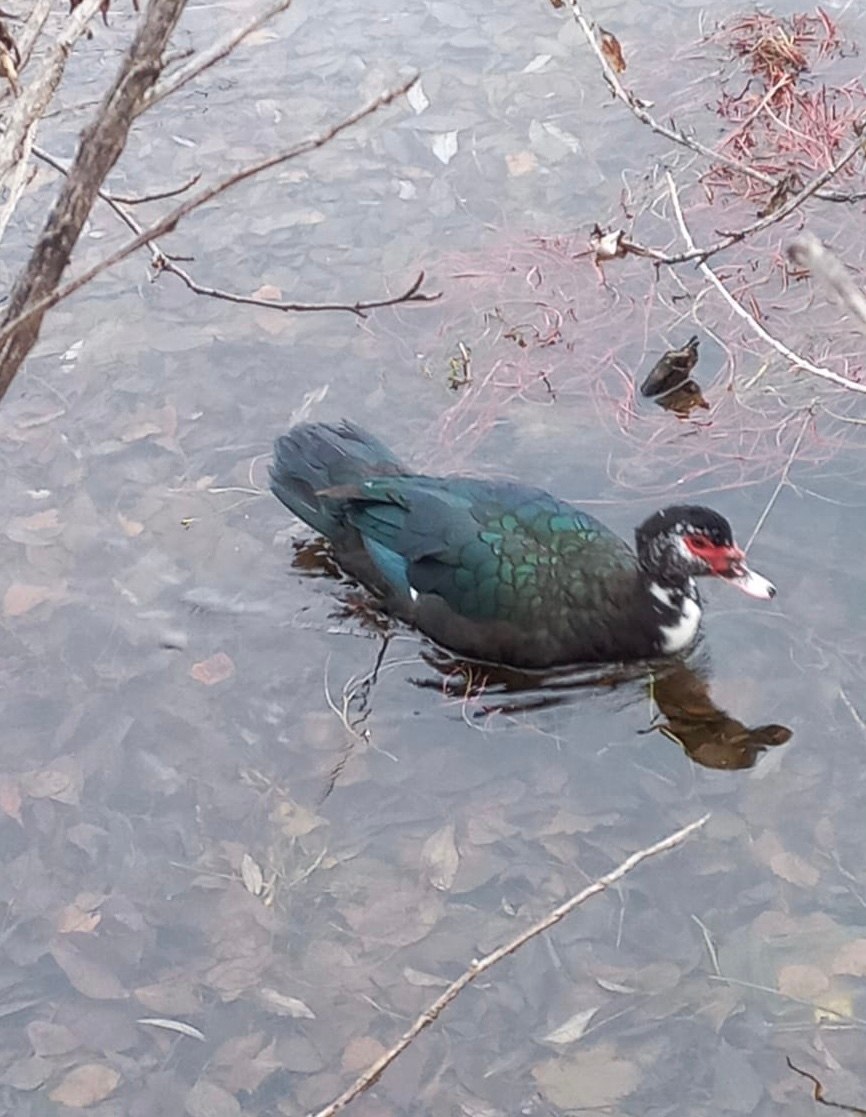 Индоутка уже вторую неделю плавает в абаканской зоне отдыха